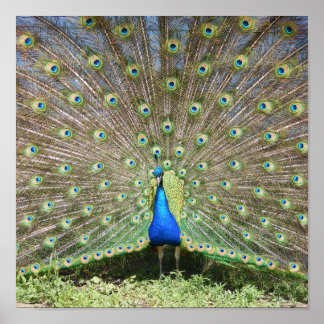 インドブルーピーコック ポスター