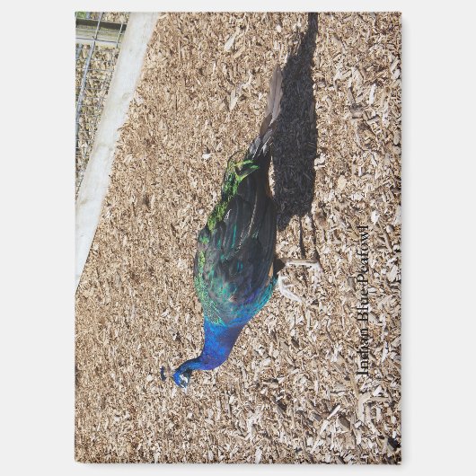 インドブルーホウホクチョウマグネット マグネット (正面)