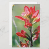 インドペイントブラシ 便箋 (正面/裏面)