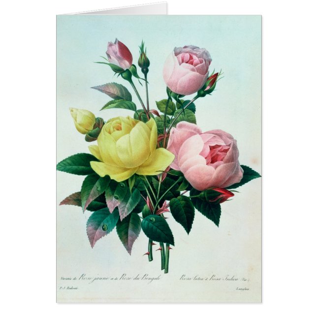 インドローザLuteaおよびローザ (正面)