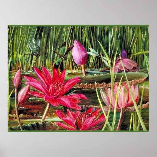 インド南部の赤スイレン ポスター (正面)