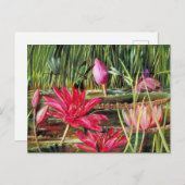 インド南部の赤スイレン ポストカード (正面/裏面)
