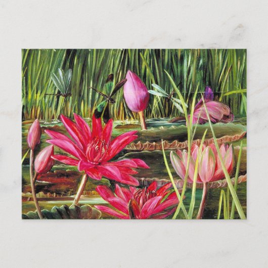 インド南部の赤スイレン ポストカード (正面)