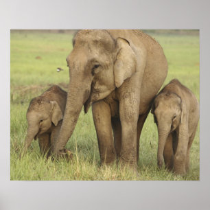 インド/アジアゾウおよび若者物、Corbett ポスター