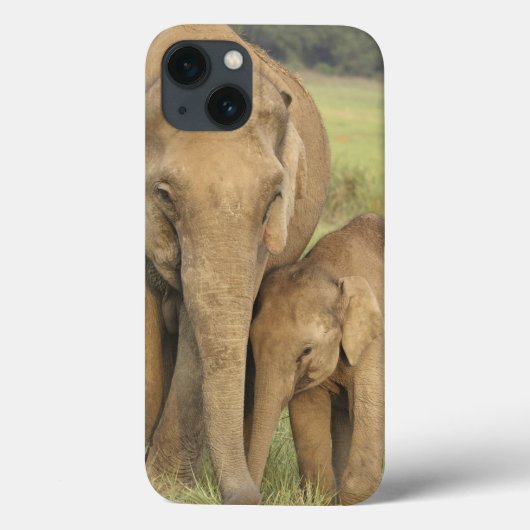 インド/アジアゾウおよび若者1、Corbett Case-Mate iPhoneケース (裏面)