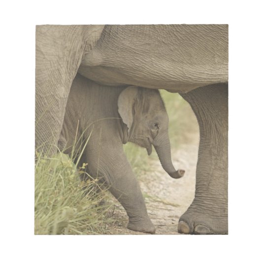 インド/アジアゾウと子供、コルベット ノートパッド (正面)