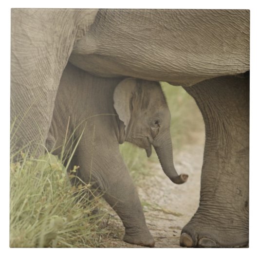 インド/アジアゾウと子供、コーベット タイル (正面)