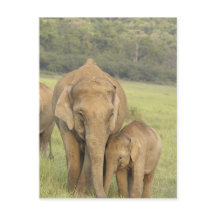 インド/アジアゾウと子供、コーベット