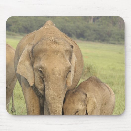 インド/アジアゾウと子供、コーベット マウスパッド (正面)