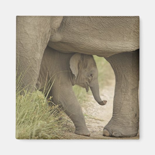 インド/アジアゾウと子供、コーベット マグネット (正面)