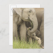 インド/アジアゾウと幼獣, コーベット3 ポストカード (正面/裏面)