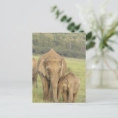 インド/アジアゾウと幼獣,コーベット ポストカード (スタンド正面)