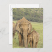 インド/アジアゾウと幼獣,コーベット ポストカード (正面/裏面)