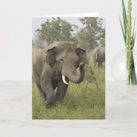 インド/アジアゾウの挨拶、Corbett カード (正面)