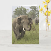 インド/アジアゾウの挨拶、Corbett カード (黄色い花)