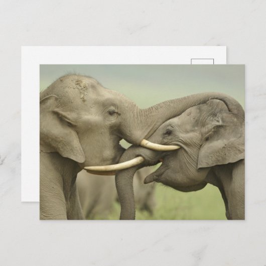 インド/アジアゾウは、Corbett 2戦いを遊びます ポストカード (正面/裏面)