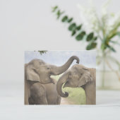 インド/アジアゾウは、Corbett 3戦いを遊びます ポストカード (スタンド正面)