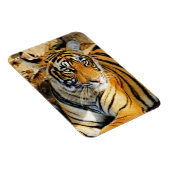 インド、サワイ・マドプール、ランタムボア・ナショナル マグネット (右側)