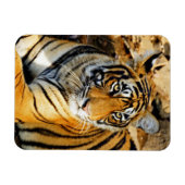 インド、サワイ・マドプール、ランタムボア・ナショナル マグネット (横)