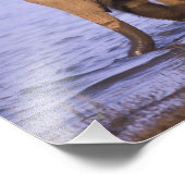 インド、ナガルホール国立公園。アジアゾウ フォトプリント            (角)