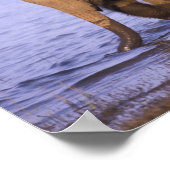 インド、ナガルホール国立公園。アジアゾウ ポスター (角)