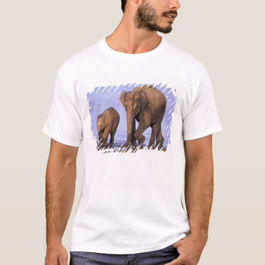 インド、ナガールホール国立公園。アジアゾウ Tシャツ (正面)