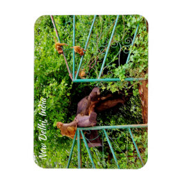 インド，ニューデリー マグネット