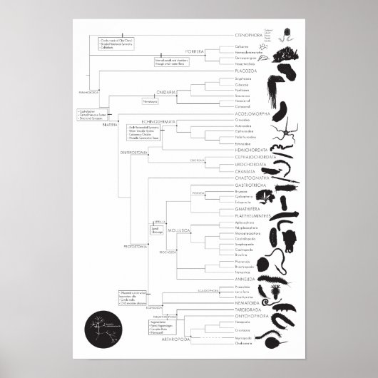 インバート：生物の木を探索する ポスター (正面)