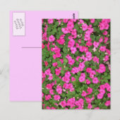 インパチエンス ポストカード (正面/裏面)