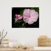 インパティエンズピンクホワイトポスター ポスター (キッチン)