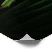 インパティエンズピンクホワイトポスター ポスター (角)