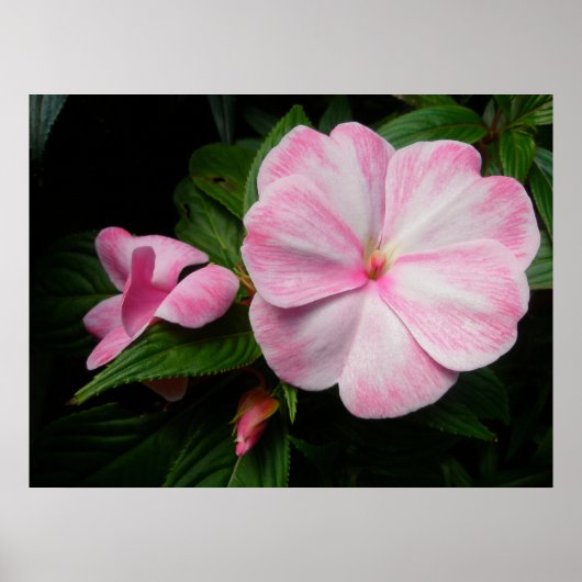 インパティエンズピンクホワイトポスター ポスター (正面)
