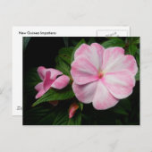 インパティエンズピンク白ポストカード ポストカード (正面/裏面)
