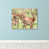 インパラオカヴァンゴデルタ キャンバスプリント (インサイチュ (ウッドフロア))