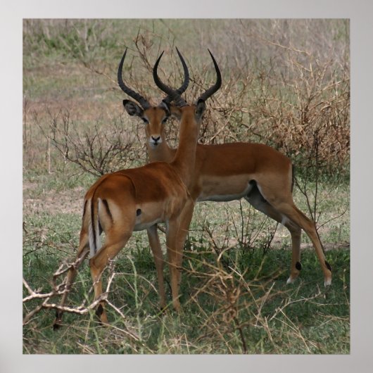 インパラスオンザセレンゲティプリント ポスター (正面)