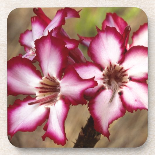 インパラリリー (Adenium Multiflorum)、クルーガー コースター (正面)