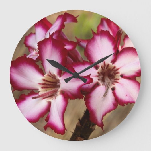 インパラリリー (Adenium Multiflorum)、クルーガー ラージ壁時計 (正面)