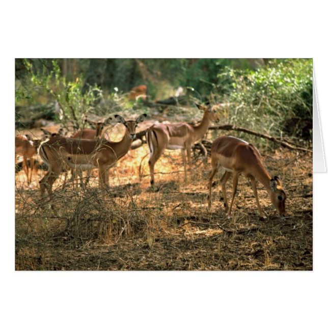 インパラ (正面横)