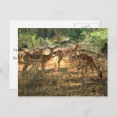 インパラ ポストカード (正面/裏面)