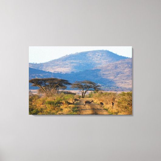 インパラ(Aepyceros Melmpus), Hluhluwe-Umfolozi キャンバスプリント (正面)