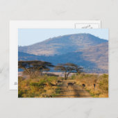 インパラ(Aepyceros Melmpus), Hluhluwe-Umfolozi ポストカード (正面/裏面)