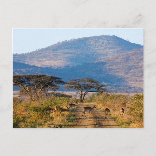 インパラ(Aepyceros Melmpus), Hluhluwe-Umfolozi ポストカード (正面)