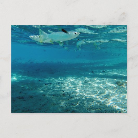 インフィニティブルー ポストカード (正面)