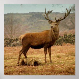 インペリアルスタグ ポスター