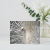 インペリアルピーコック ポストカード (スタンド正面)