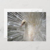 インペリアルピーコック ポストカード (正面/裏面)