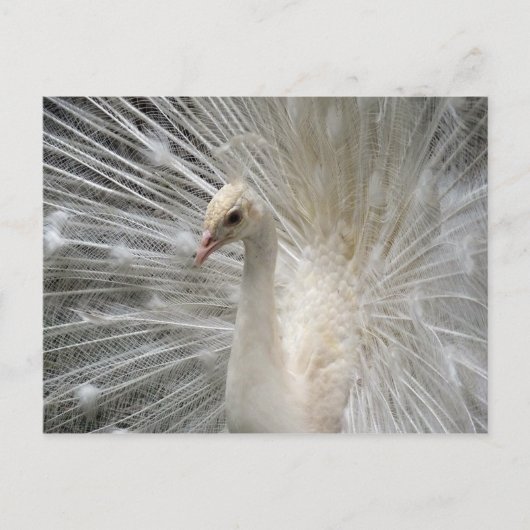 インペリアルピーコック ポストカード (正面)