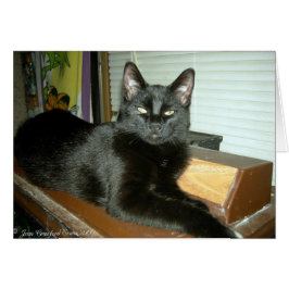 インペリアル子猫