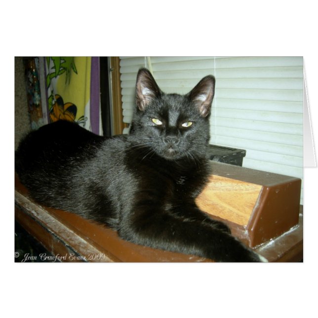 インペリアル子猫 (正面横)