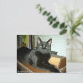 インペリアル子猫 ポストカード (スタンド正面)